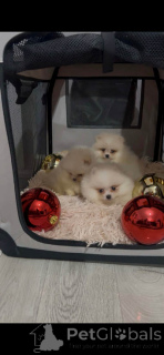 Zdjęcie №1.  - na sprzedaż w Novi Bečej | 2392zł | Zapowiedź №160867