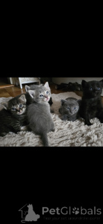 Zdjęcie №1. kot syjamski - na sprzedaż w Carouge | 3109zł | Zapowiedź № 152172