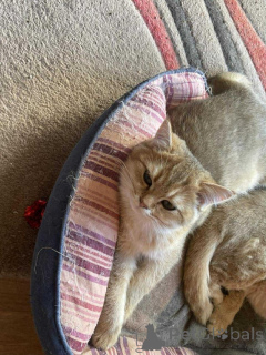 Zdjęcie №2 do zapowiedźy № 158620 na sprzedaż  kot brytyjski krótkowłosy - wkupić się Belgia prywatne ogłoszenie