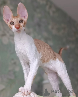 Zdjęcie №1. kot cornish rex - na sprzedaż w Bietigheim-Bissingen | negocjowane | Zapowiedź № 173229