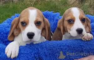 Zdjęcie №3. Schattige Driekleurige Beagle-Puppy's Voor Herplaatsing. Holandia