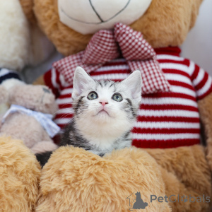 Zdjęcie №4. Sprzedam munchkin w Ohio. hodowca - cena - 1525zł