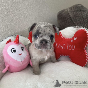 Zdjęcie №2 do zapowiedźy № 78597 na sprzedaż  buldog francuski - wkupić się Grecja prywatne ogłoszenie