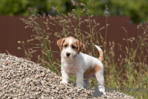 Dodatkowe zdjęcia: szczeniak Jack Russell Terrier