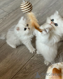 Zdjęcie №1. perskie - na sprzedaż w Raleigh | 1525zł | Zapowiedź № 140658