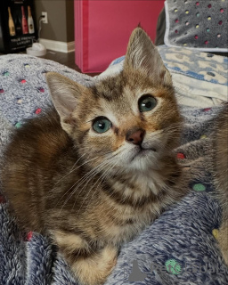 Zdjęcie №2 do zapowiedźy № 150587 na sprzedaż  kot bengalski - wkupić się Niemcy ze schronu, hodowca