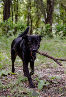 Zdjęcie №2 do zapowiedźy № 157436 na sprzedaż  pies nierasowy - wkupić się Federacja Rosyjska prywatne ogłoszenie