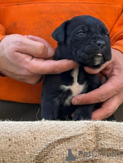 Zdjęcie №1. cane corso - na sprzedaż w Frankfurt | negocjowane | Zapowiedź №173340
