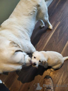 Zdjęcie №2 do zapowiedźy № 160013 na sprzedaż  labradoodle - wkupić się Łotwa prywatne ogłoszenie