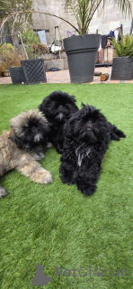 Zdjęcie №2 do zapowiedźy № 160921 na sprzedaż  shih tzu - wkupić się Belgia prywatne ogłoszenie, hodowca