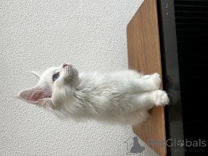 Zdjęcie №2 do zapowiedźy № 155989 na sprzedaż  maine coon - wkupić się Federacja Rosyjska od żłobka