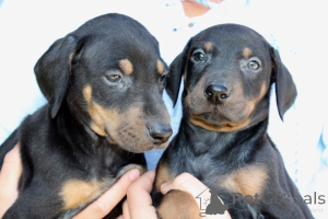 Zdjęcie №1. doberman - na sprzedaż w Fristad | 4114zł | Zapowiedź №168376