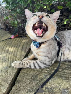 Zdjęcie №3. Zabawne kocięta bengalskie z błyszczącymi płaszczami. Niemcy