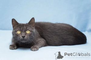 Zdjęcie №3. Księżyc - miniaturowa dziewczyna szuka domu.. Federacja Rosyjska