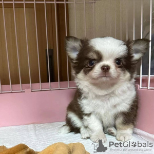 Zdjęcie №3. Chihuahua do adopcji. USA