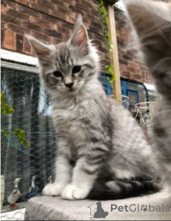 Zdjęcie №2 do zapowiedźy № 160419 na sprzedaż  maine coon - wkupić się Dania 