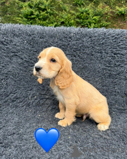 Zdjęcie №3. podaruj urocze szczenięta Cocker Spaniel. Cypr