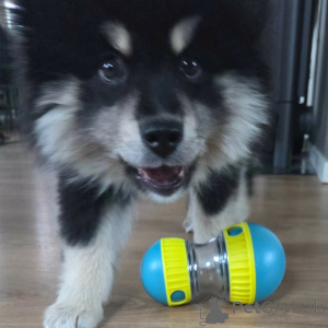 Zdjęcie №1. fiński lapphund - na sprzedaż w Alavus | 3348zł | Zapowiedź №169111