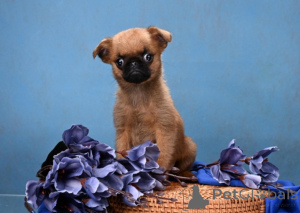 Zdjęcie №1. brabantczyk - na sprzedaż w Rzeka Moskwa | 2578zł | Zapowiedź №161855