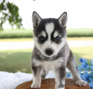 Zdjęcie №1. alaskan klee kai - na sprzedaż w Brema | negocjowane | Zapowiedź №170162