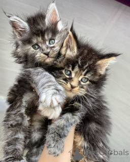 Zdjęcie №2 do zapowiedźy № 157351 na sprzedaż  kot norweski leśny - wkupić się Niemcy ze schronu, hodowca