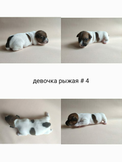 Zdjęcie №4. Sprzedam jack russell terrier w Москва. hodowca - cena - 2304zł