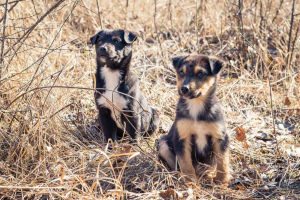 Zdjęcie №4. Sprzedam pies nierasowy w Kijów. prywatne ogłoszenie - cena - Bezpłatny