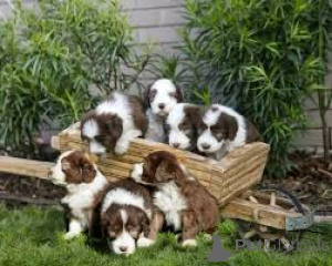 Zdjęcie №4. Sprzedam bearded collie w London Borough of Hackney.  - cena - negocjowane