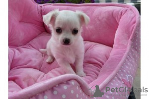 Zdjęcie №2 do zapowiedźy № 20963 na sprzedaż  chihuahua (rasa psów) - wkupić się Arabia Saudyjska hodowca