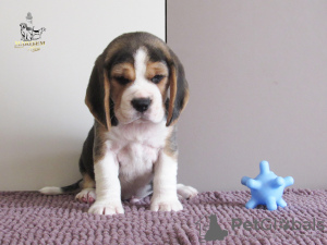 Zdjęcie №4. Sprzedam beagle (rasa psa) w Приморск. od żłobka - cena - 3163zł