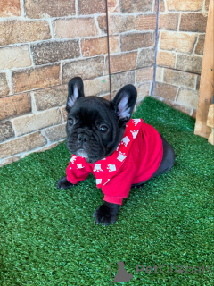 Zdjęcie №1. buldog francuski - na sprzedaż w Berlin | negocjowane | Zapowiedź №154927