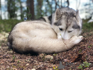 Dodatkowe zdjęcia: Śliczne szczenięta husky