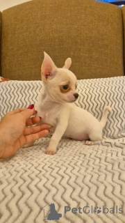 Zdjęcie №2 do zapowiedźy № 164727 na sprzedaż   - wkupić się Belgia 