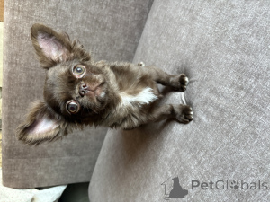 Zdjęcie №3. Chłopiec Chihuahua. Białoruś