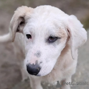 Zdjęcie №2 do zapowiedźy № 166540 na sprzedaż   - wkupić się Niemcy hodowca