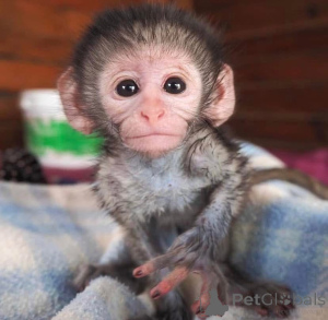 Zdjęcie №2 do zapowiedźy № 161307 na sprzedaż   - wkupić się Niemcy 