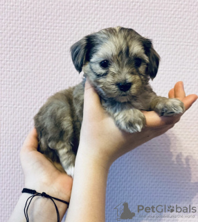 Zdjęcie №2 do zapowiedźy № 44604 na sprzedaż  maltipu - wkupić się Francja prywatne ogłoszenie