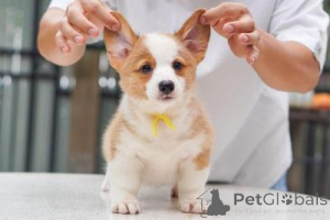 Zdjęcie №1. welsh corgi - na sprzedaż w Berlin | negocjowane | Zapowiedź №169002