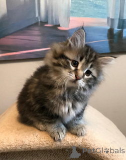 Zdjęcie №1. maine coon - na sprzedaż w Warszawa | 2392zł | Zapowiedź № 168353
