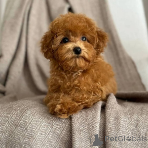 Zdjęcie №1. pudel (zabawka) - na sprzedaż w Helsinki | 4784zł | Zapowiedź №163134