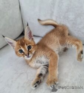 Zdjęcie №4. Sprzedam caracal w Nuuk. hodowca - cena - negocjowane