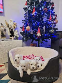 Zdjęcie №2 do zapowiedźy № 131463 na sprzedaż  bichon frise - wkupić się Belgia prywatne ogłoszenie, hodowca