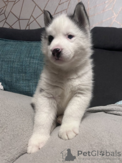 Zdjęcie №3. Siberian Husky Husky szczenięta na sprzedaż. USA