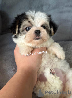 Zdjęcie №2 do zapowiedźy № 135896 na sprzedaż  maltipu - wkupić się Niemcy hodowca