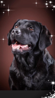 Zdjęcie №2 do zapowiedźy № 1451 na sprzedaż  labrador retriever - wkupić się Federacja Rosyjska prywatne ogłoszenie