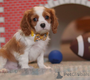 Zdjęcie №4. Sprzedam cavalier king charles spaniel w Aqua. prywatne ogłoszenie - cena - 2296zł