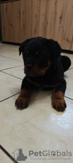 Zdjęcie №1. rottweiler - na sprzedaż w Gostynin | Bezpłatny | Zapowiedź №126692