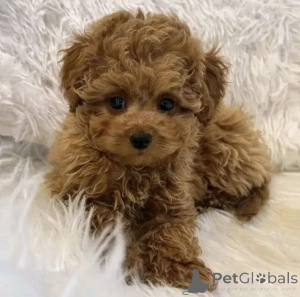 Zdjęcie №4. Sprzedam pudel (krasnolud) w Kraków. hodowca - cena - negocjowane