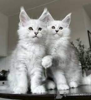 Zdjęcie №1. maine coon - na sprzedaż w Paryż | 3109zł | Zapowiedź № 166769