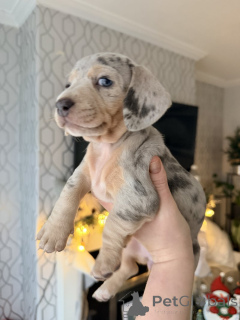 Zdjęcie №2 do zapowiedźy № 161561 na sprzedaż  pies nierasowy - wkupić się Australia prywatne ogłoszenie